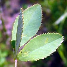 Attēlu rezultāti vaicājumam “Melilotus officinalis leaf”