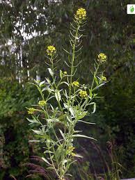 Attēlu rezultāti vaicājumam “Erysimum cheiranthoides flower”