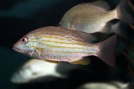 Image result for Lutjanus synagris