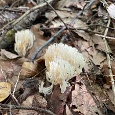 Attēlu rezultāti vaicājumam “Ramariopsis kunzei”