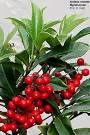 Dehiscence Botany Definition Of Dehiscence Botany In The Free ...