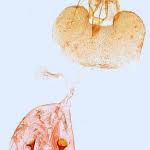 Attēlu rezultāti vaicājumam “Eudemis porphyrana”