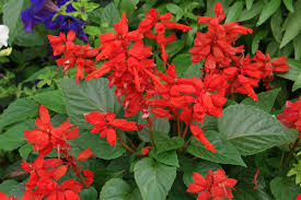 Image result for Salvia splendens