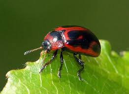 Attēlu rezultāti vaicājumam “Gonioctena viminalis”