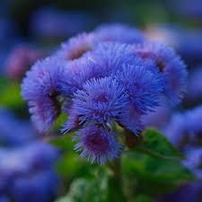 Image result for Ageratum mexicanum