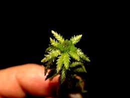 Attēlu rezultāti vaicājumam “Sphagnum flexuosum”