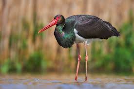 Attēlu rezultāti vaicājumam “Ciconia nigra”