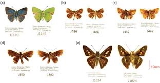 Attēlu rezultāti vaicājumam “Theclinae”