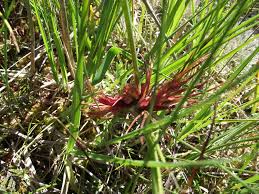 Attēlu rezultāti vaicājumam “Rhynchospora fusca”