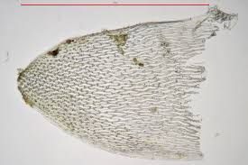 Attēlu rezultāti vaicājumam “Sphagnum contortum”