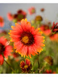 Image result for Gaillardia amblyodon