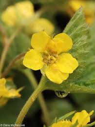 Attēlu rezultāti vaicājumam “Waldsteinia geoides flower”