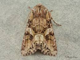 Attēlu rezultāti vaicājumam “Lacanobia contigua imago”