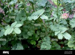 Attēlu rezultāti vaicājumam “Sanguisorba officinalis bud”