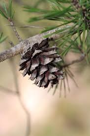 Attēlu rezultāti vaicājumam “Pinus”