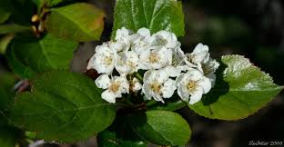 Attēlu rezultāti vaicājumam “Crataegus douglasii”