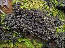 Attēlu rezultāti vaicājumam “Leptogium lichenoides”