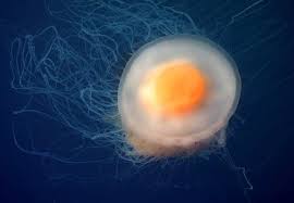 Image result for Phacellophora camtschatica