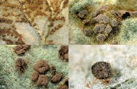 Attēlu rezultāti vaicājumam “Didymium tussilaginis sessile”