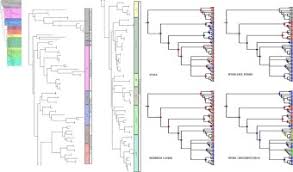 Attēlu rezultāti vaicājumam “Oligonema favogineum sessile”