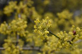 Attēlu rezultāti vaicājumam “Cornus mas flower”
