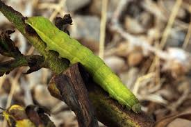 Attēlu rezultāti vaicājumam “Lacanobia contigua”