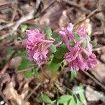 Attēlu rezultāti vaicājumam “Corydalis intermedia fruit”
