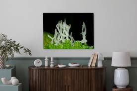 Attēlu rezultāti vaicājumam “Lentaria epichnoa”