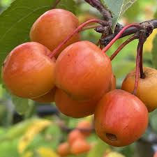 Attēlu rezultāti vaicājumam “Malus x zumi”