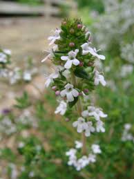 Attēlu rezultāti vaicājumam “Thymus vulgaris leaf”