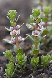 Attēlu rezultāti vaicājumam “Glaux maritima flower”