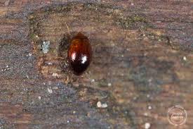 Attēlu rezultāti vaicājumam “Scaphisoma sp.”