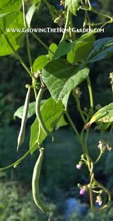 Attēlu rezultāti vaicājumam “Leguminosae”