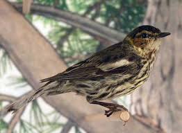 Image result for Dendroica tigrina