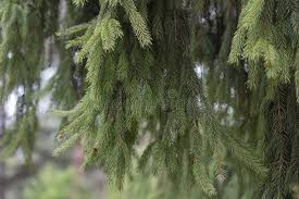 Attēlu rezultāti vaicājumam “Picea abies fo. virgata”