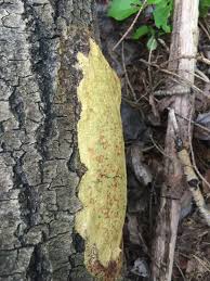 Attēlu rezultāti vaicājumam “Fuligo luteonitens”