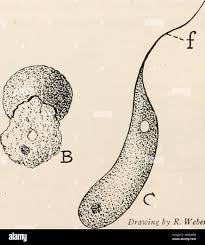 Attēlu rezultāti vaicājumam “Didymium serpula spores”