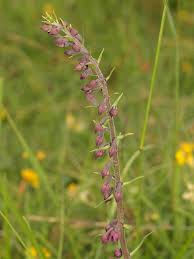 Attēlu rezultāti vaicājumam “Epipactis atrorubens flower”