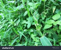 Attēlu rezultāti vaicājumam “Milium effusum leaf”