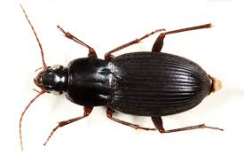 Attēlu rezultāti vaicājumam “Pterostichus sp.”