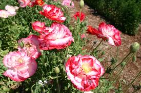 Image result for Papaver rhoeas 'Shirley'