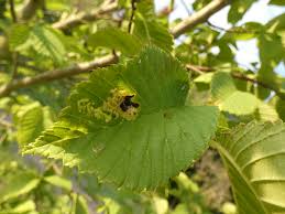 Attēlu rezultāti vaicājumam “Tetraneura ulmi”