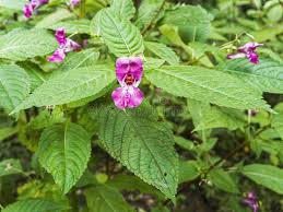 Attēlu rezultāti vaicājumam “Impatiens glandulifera leaf”