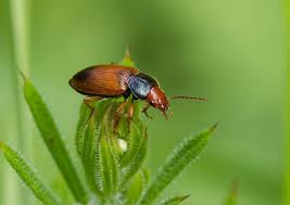 Attēlu rezultāti vaicājumam “Diachromus germanus”