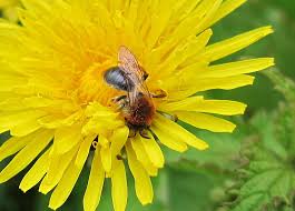 Attēlu rezultāti vaicājumam “Andrena haemorrhoa female”