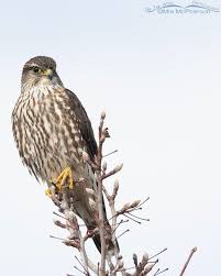 Image result for Falco columbarius