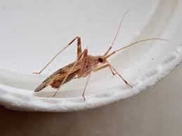 Attēlu rezultāti vaicājumam “Phytocoris varipes”