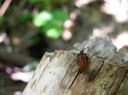 Attēlu rezultāti vaicājumam “Schizotus pectinicornis”