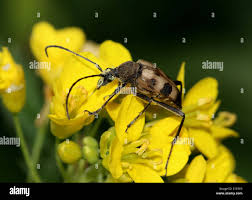 Attēlu rezultāti vaicājumam “Pachyta quadrimaculata”