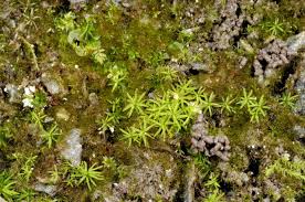 Attēlu rezultāti vaicājumam “Gymnostomum calcareum”